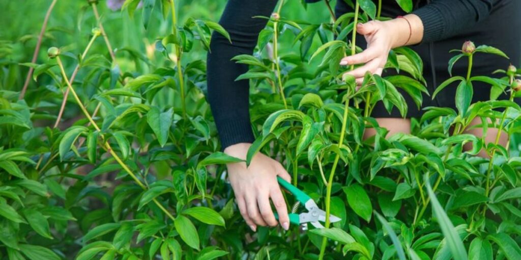 Business Ideas in Assam - Herbal & Medicinal Plant Farming